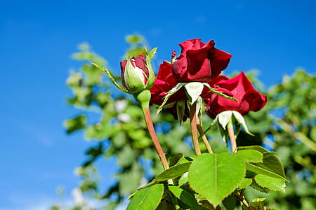 five red roses during daytime d thumbnail