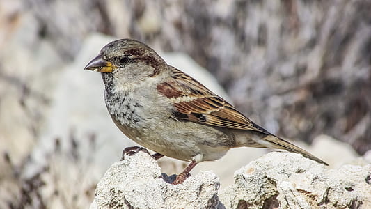 gray and brown bird on gray stone thumbnail