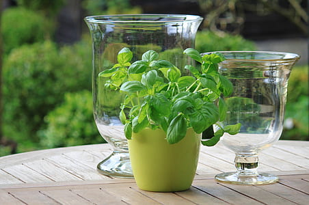 photo of green leaf plant in vase thumbnail