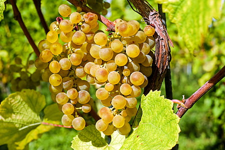 photography of yellow grapes thumbnail