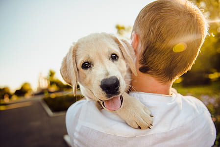 man carrying dog thumbnail