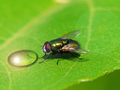 bottle fly thumbnail