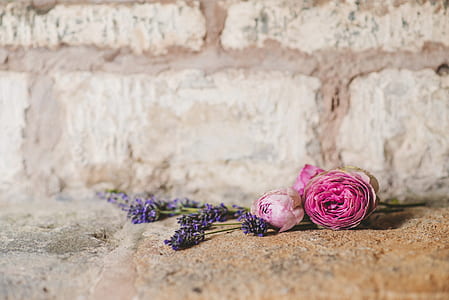 red, flowers, summer, petals thumbnail