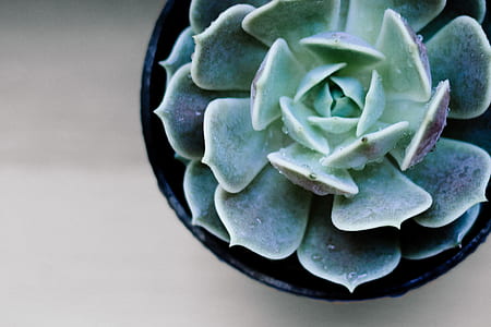 green succulent thumbnail