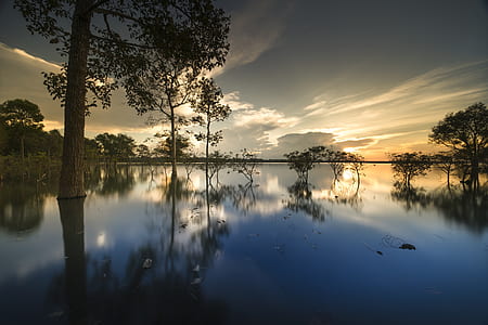 trees with water reflecting under gray sky thumbnail