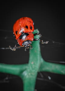 Ladybug on Green Leaf Plant thumbnail