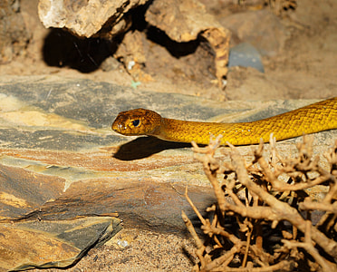 close-up photo of brown snake on brown stone thumbnail
