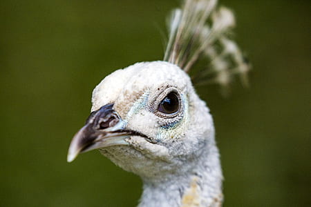 albino peafowl head thumbnail
