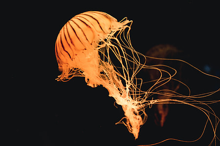 photo of jellyfish thumbnail