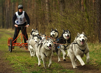 pack of Siberian Husky pulling bike trailer with man riding at daytime thumbnail