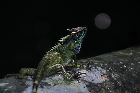 green lizard on log thumbnail