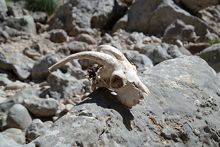 white goat skull on gray rock thumbnail
