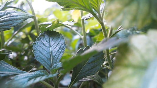 blur, leaves, plants, fresh thumbnail