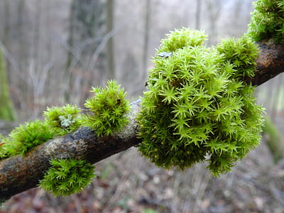 shallow focus photography of green plant thumbnail