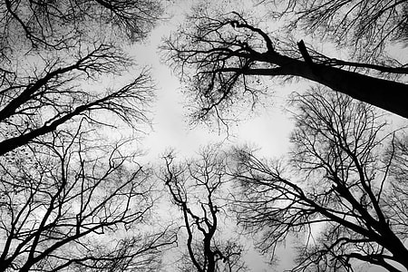 low angle photo of trees at daytime thumbnail