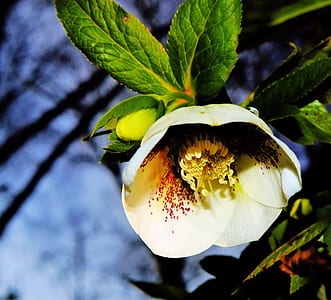 white and purple Lenten rose in close-up photography thumbnail