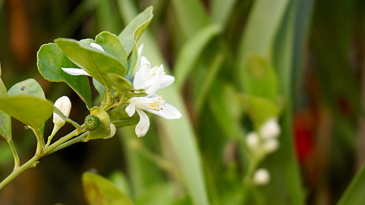 nature, flowers, garden, petals thumbnail