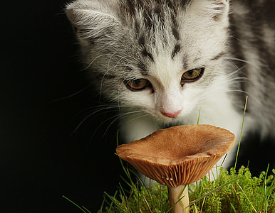 silver tabby kitten looking on mushroom on grass close-up photography thumbnail