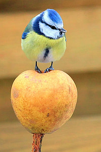 blue and yellow bird thumbnail