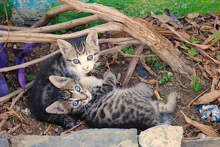 two black-and-gray kittens thumbnail