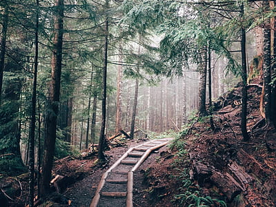 Pathway Between Green Pine Trees thumbnail