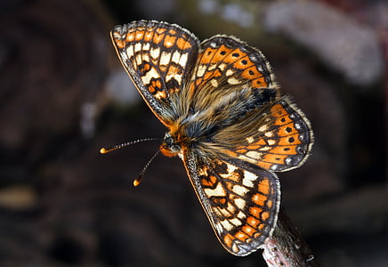 macro photo of white and orange butterfly thumbnail
