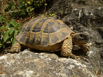 brown turtle standing on rock during daytime thumbnail