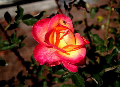 A Pink Tinged Rose With a Ladybug. thumbnail