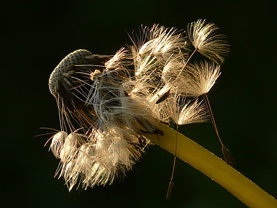 white dandelion flower thumbnail
