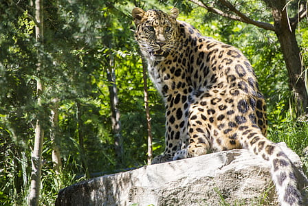 yellow and black leopard cat sat on rock thumbnail