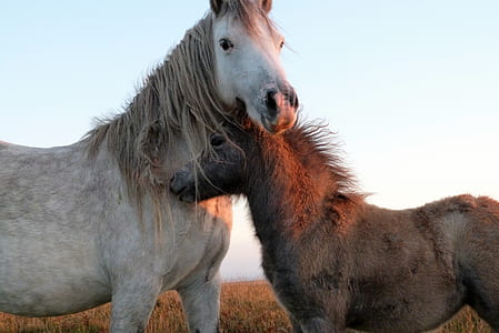 selective focus photography of two white and black horses on grass field thumbnail