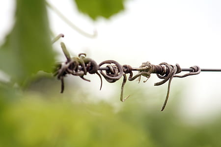 brown steel wire near plant thumbnail