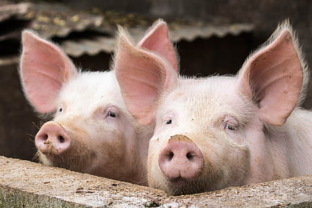 two pigs beside concrete block during daytime thumbnail