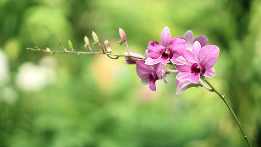close-up photography of purple orchid thumbnail