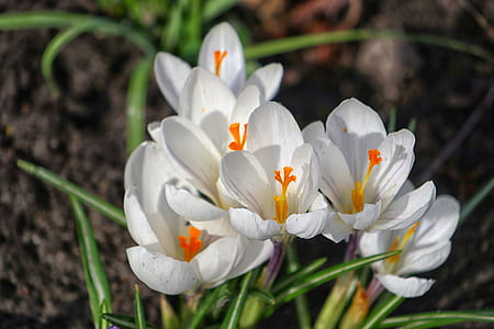 white petaled flowers in bloom close-up photo thumbnail