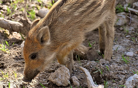 brown wild boar sniffing grass thumbnail