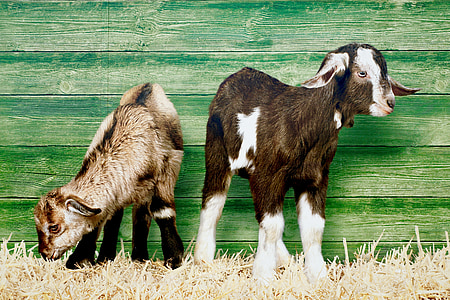 brown and tan Nubian goats thumbnail