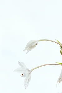 white flowers thumbnail