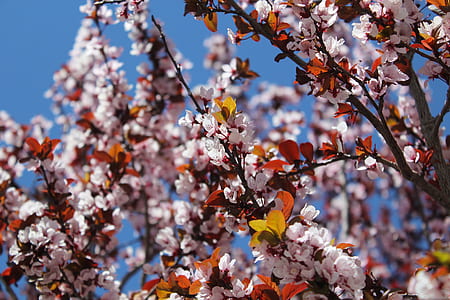 Close-up Photo of Cherry Blossoms thumbnail