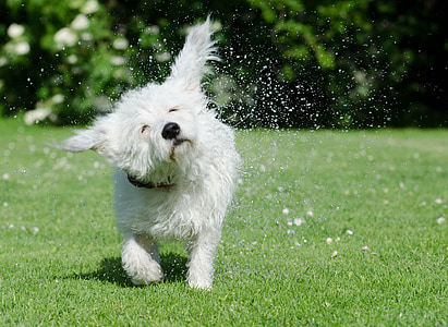 long-coated white puppy shaking his body while walking on green grass during daytime thumbnail