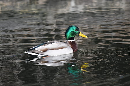 male mallard duck at daytime thumbnail