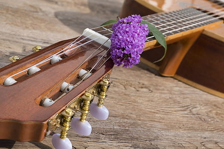 closeup photography of brown classical guitar thumbnail
