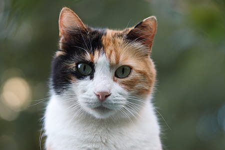 Close Up Photo Of Caleco Cat thumbnail