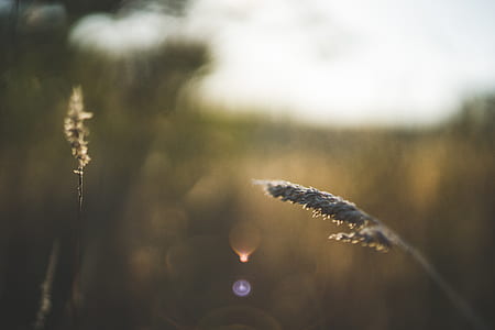 shallow focus photography of wheat thumbnail