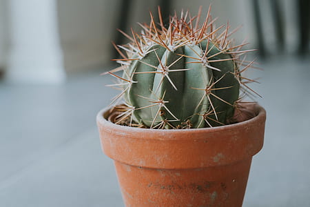 green cactus on brown pot thumbnail