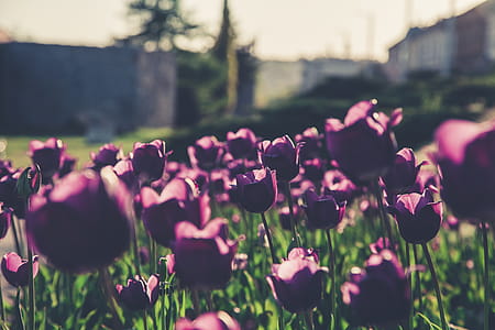 Selective Focus Photography of Purple Flowers thumbnail