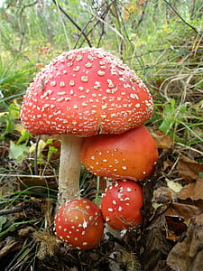 red mushroom thumbnail