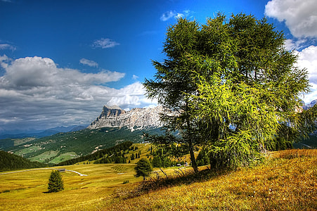 green tree near mountain thumbnail