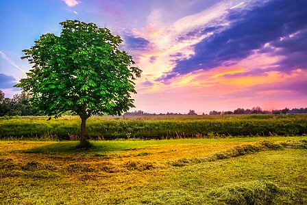 green trees beside grass during daytime thumbnail