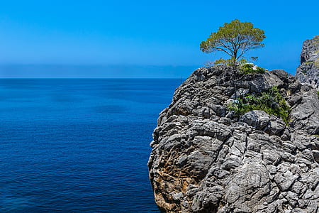 green leafed tree on gray rock cliff during daytime thumbnail